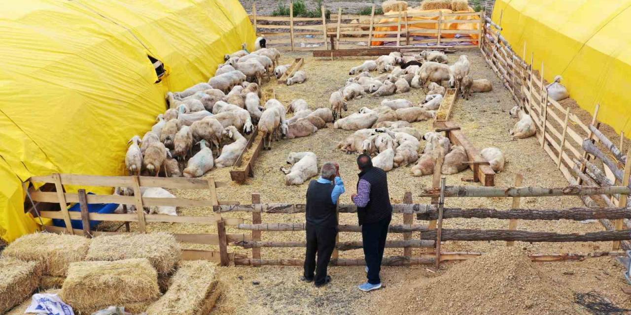 Keçiören’de Kurban Pazarı Kuruldu, Satışlar Başladı