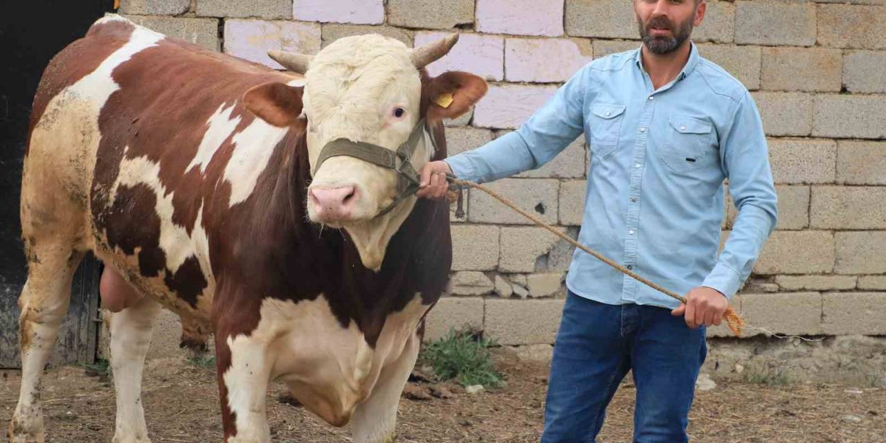 1 Tonluk "çalo", 130 Bin Liradan Alıcısını Bekliyor