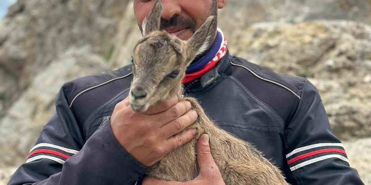 Yeni Doğan Yavru Dağ Keçisini Gören Motosiklet Tutkunlarının Heyecanı Gülümsetti