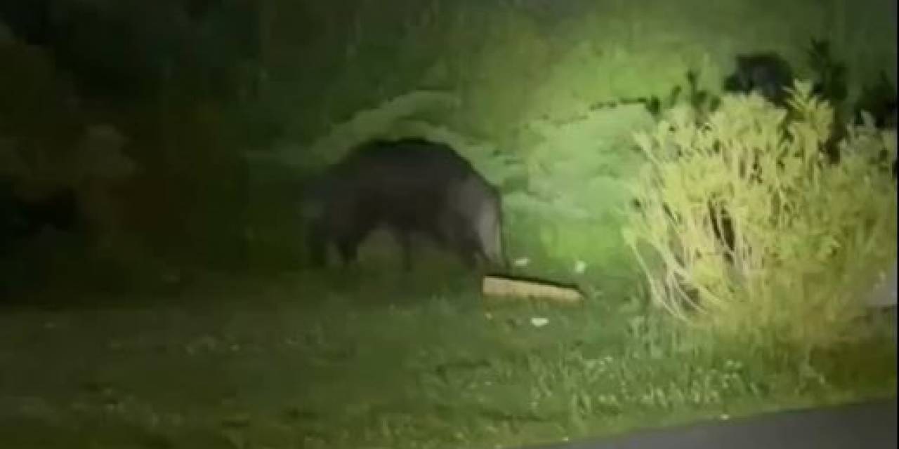 Domuzlar Şehre İndi