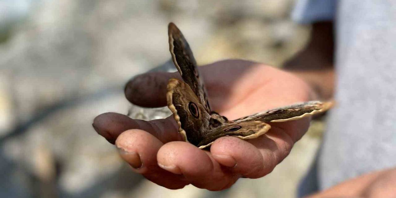 Saha Çalışmasında Bulduğu Kelebek İlgi Odağı Oldu