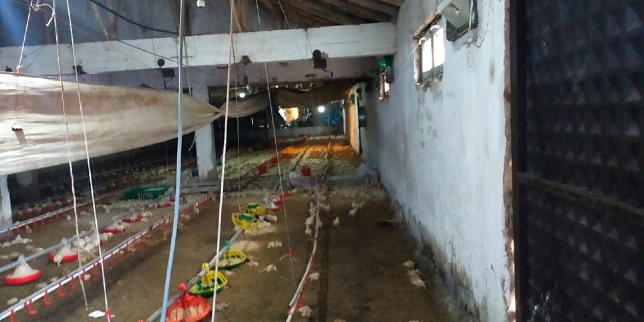 Gediz’de Aşırı Yağış Tavuk Çiftliğini Vurdu