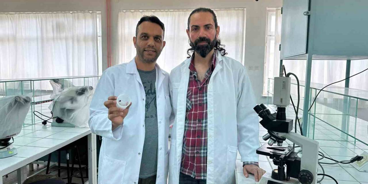 "uğur Böceği Örümceği Zehirsiz"