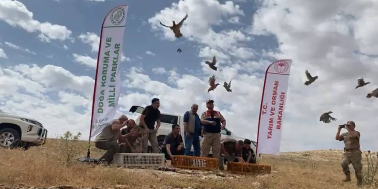 Şanlıurfa’da Yüzlerce Kınalı Keklik Doğaya Bırakıldı