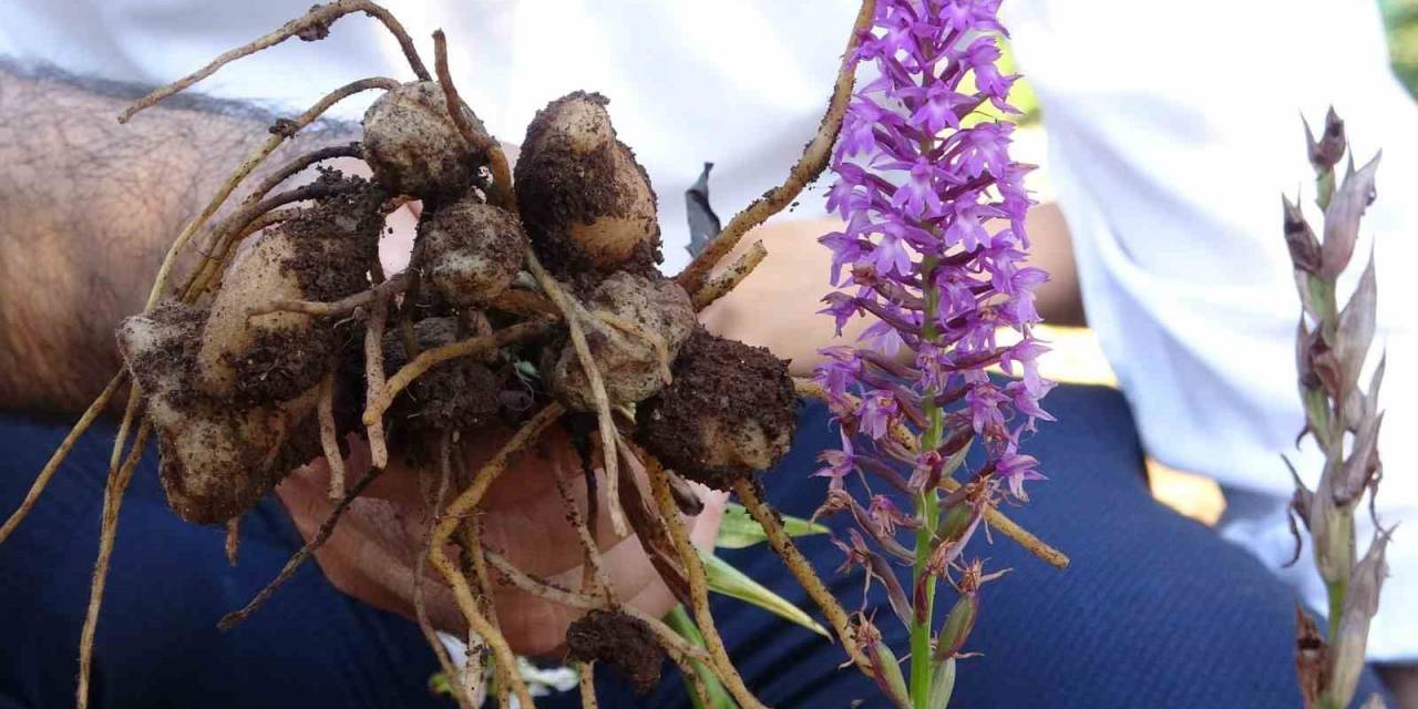 Pınarhisar’da Salep Hasadı Başladı