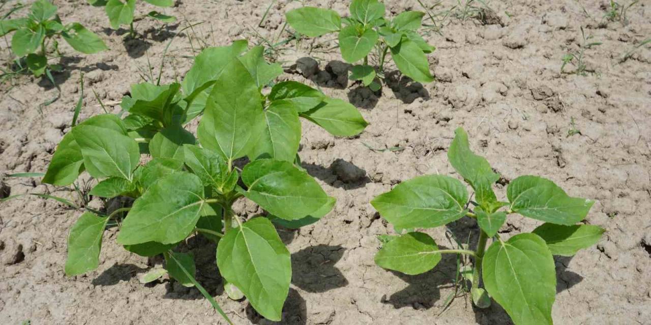 Yağışlar, Gelişme Dönemindeki Ayçiçeğine İlaç Oldu