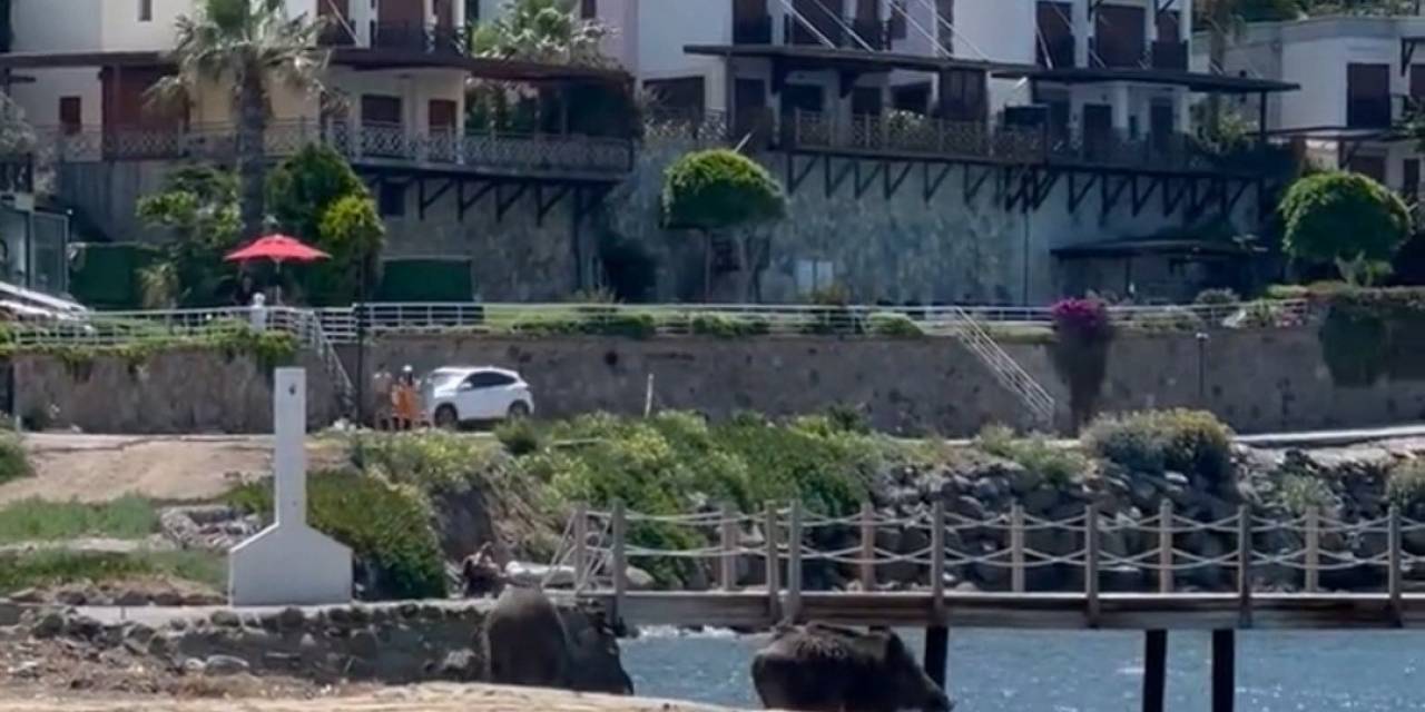 Bodrum’da Sahili Domuzlar Bastı, O Anlar Kameralara Yansıdı