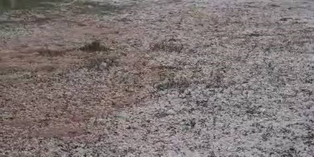 Tokat’ta Meyve Ağaçları Ve Ekili Arazileri Dolu Vurdu