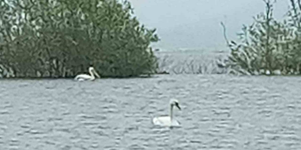 Göç Eden 6 Pelikan Ve 1 Kuğu Bolu’da Görüntülendi