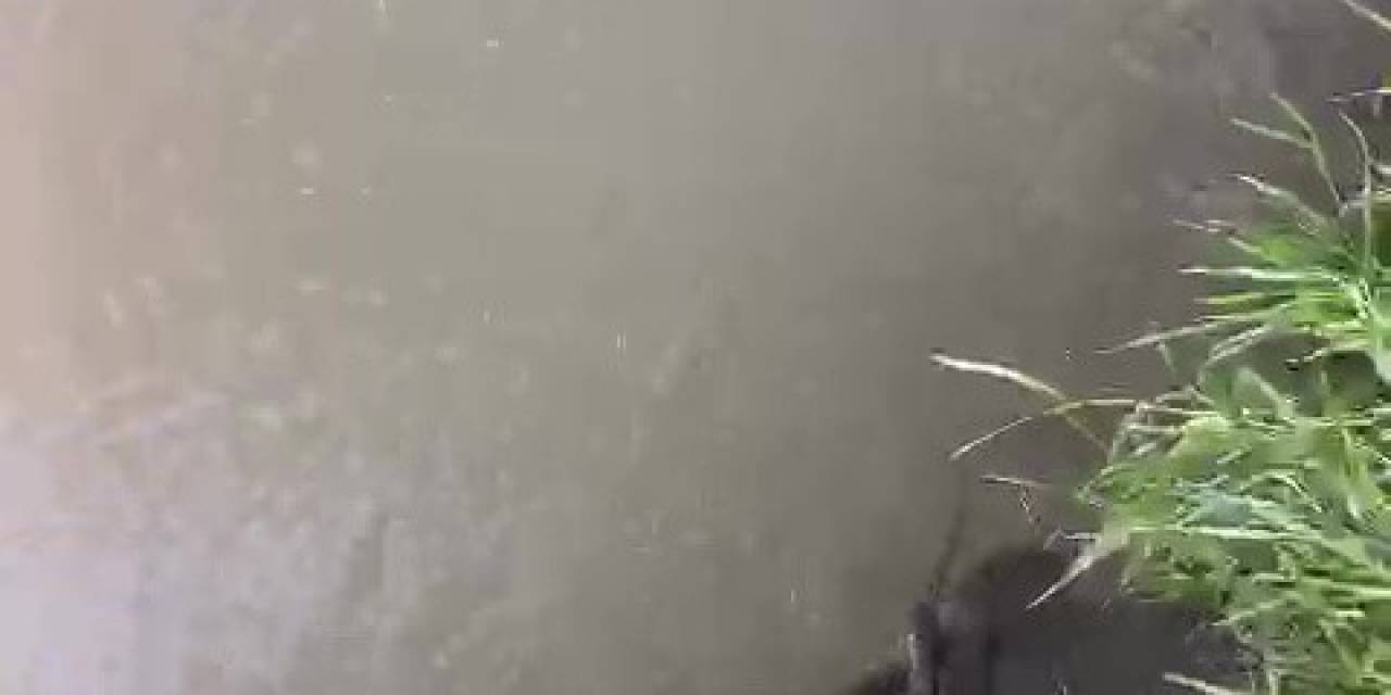 Raftingcilerden Yılan Kurtarma Operasyonu