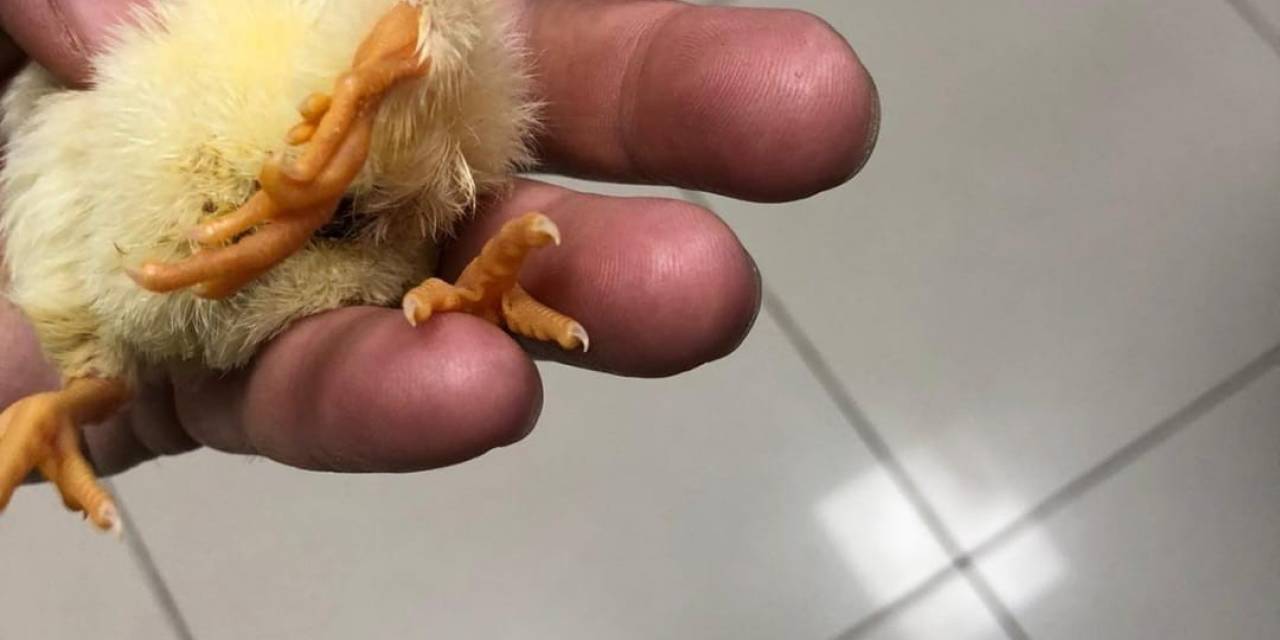 Kdz. Ereğli’de Üç Ayaklı Civciv Dünyaya Geldi