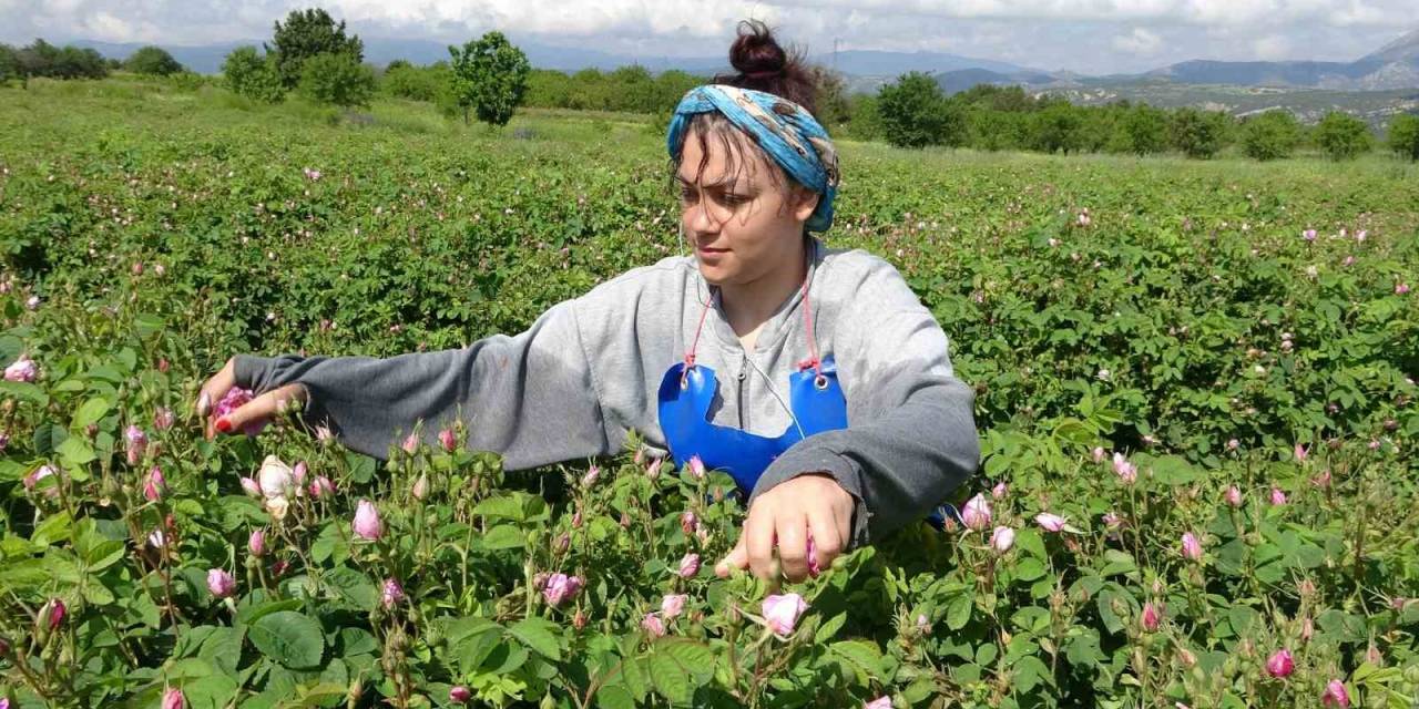 Isparta’da Gül Hasadı Başladı