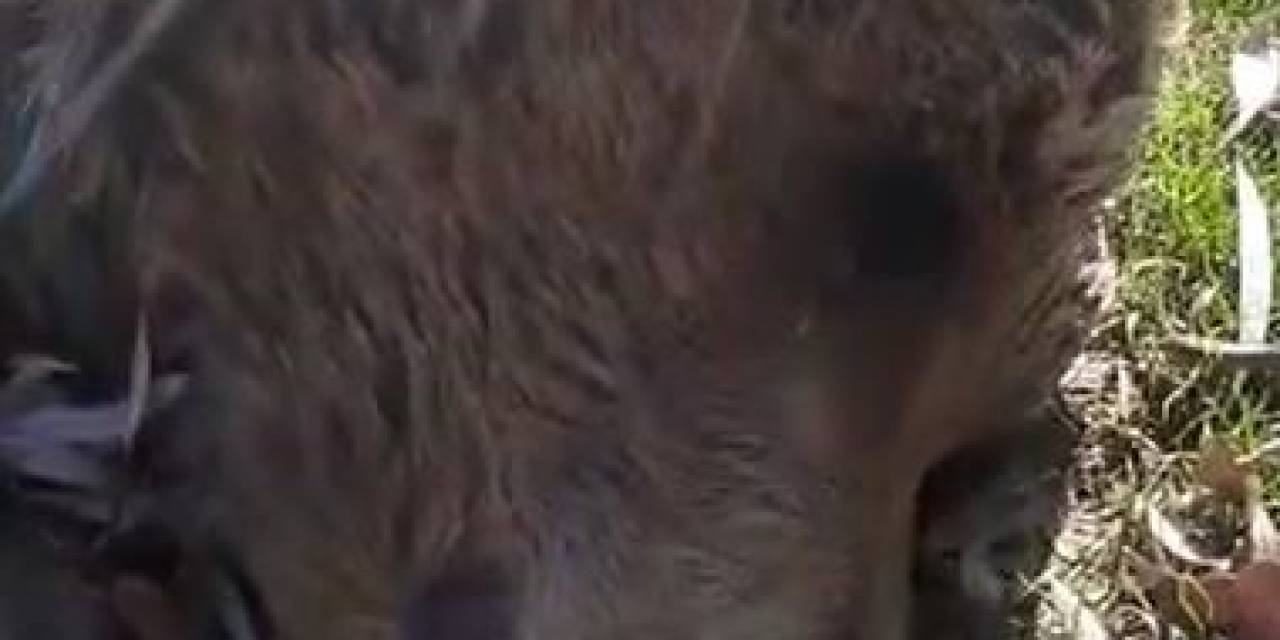 Uyuyor Sandığı Ayının Ölü Olduğunu Anladı, O Anları Cep Telefonuyla Kaydetti