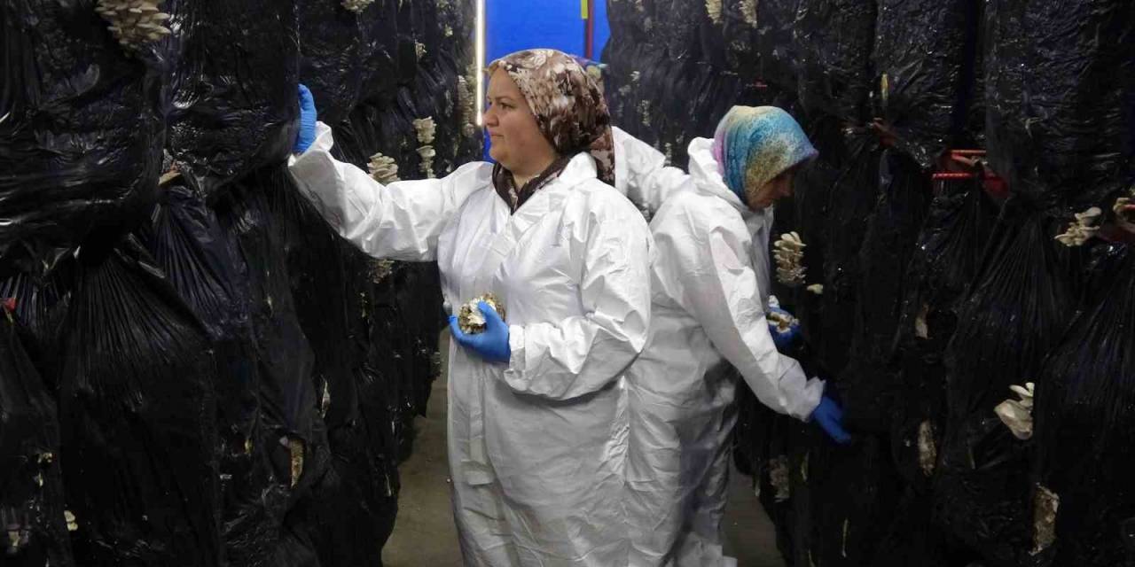 Devlet Desteğiyle Kurulan Tesiste Günlük 500 Kilogram İstiridye Mantarı Üretiliyor