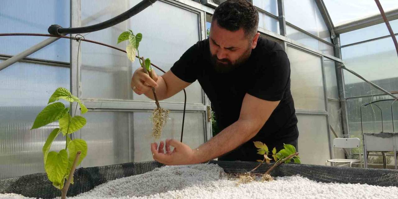 Dünyada İlk Kez Denendi, Çiftçilerden Yoğun İlgi Gördü