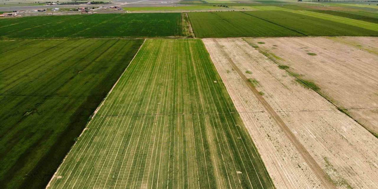 Tahıl Ambarı Konya Ovası’nda Kademeli Havuç Ekimi Sürüyor