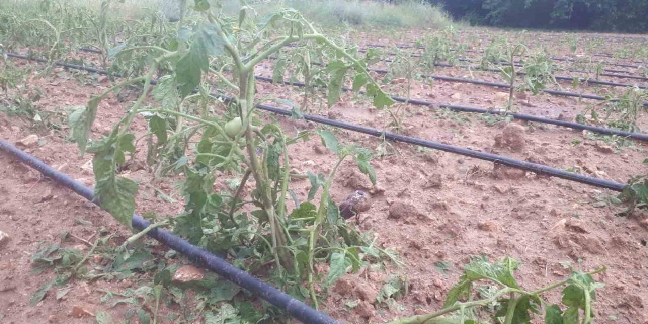 Tunceli’de Dolu Ekili Alanlarda Hasara Yol Açtı