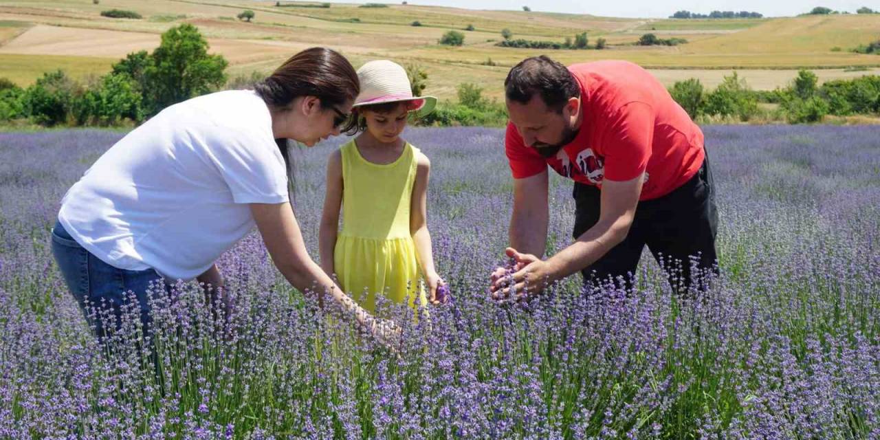 5 Yıl Önce Edirne’de Lavanta Bahçesi Kuran Çift Ürünlerini Avrupa’ya İhraç Etmeyi Hedefliyor
