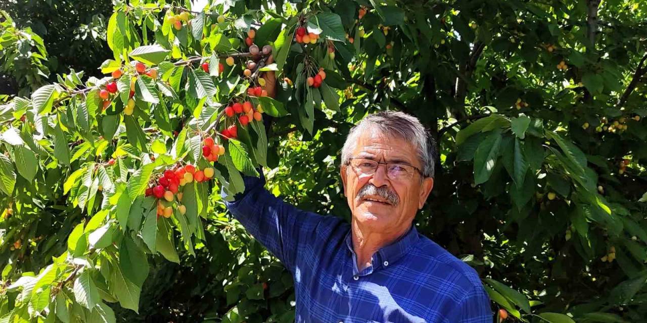 Malatyalı Kiraz Üreticilerinin Umudu İhracatçıların Gelmesi