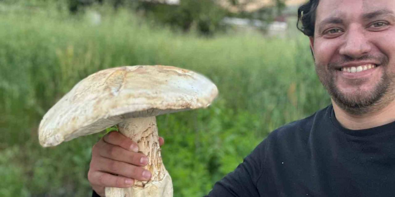 Burdur’da 2 Kiloluk Dev Mantar Görenleri Şaşırttı