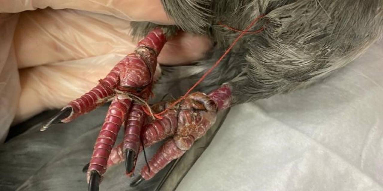 Yaralı Güvercine Hayvanseverler Sahip Çıktı