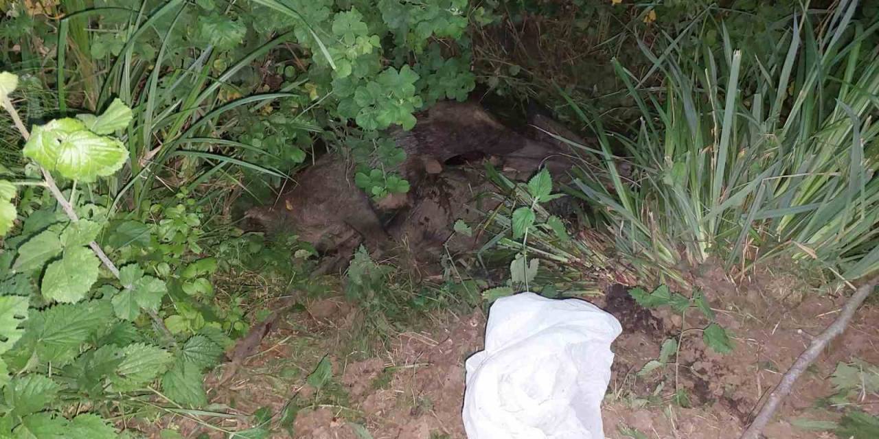 Kdz. Ereğli’de 2 Yetişkin Domuz Ölüsü Bulundu