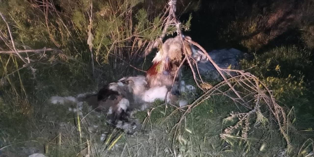 Ankara’da 17 Köpek Ağaca Asılmış Halde Bulundu