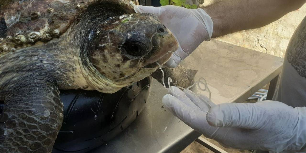 Olta İğnesi Yutan Deniz Kaplumbağasını Vatandaşların Dikkati Kurtardı
