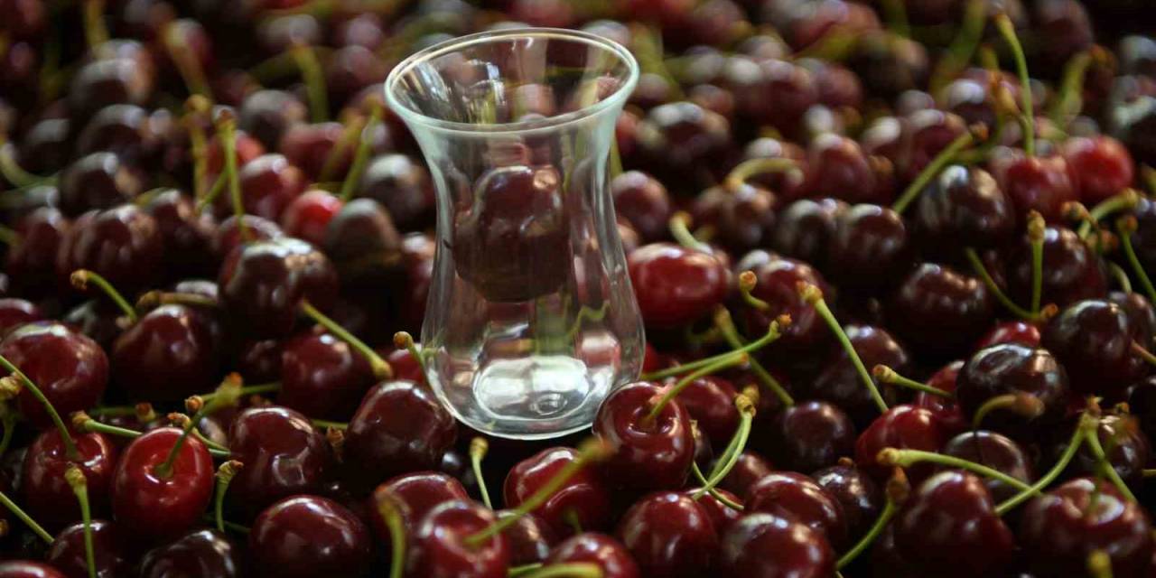 Çay Bardağına Sığmayan Lapseki Kirazının Hasadına Başlandı
