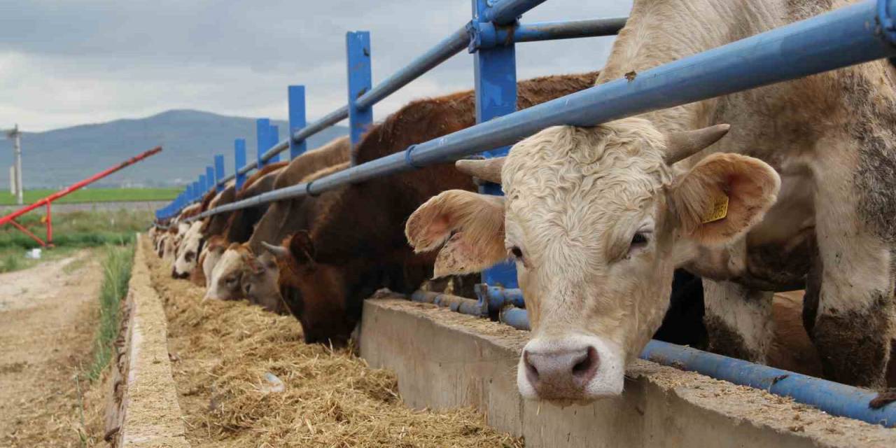 Kurban Bayramı Öncesi Besicilerin Hazırlıkları Hız Kazandı