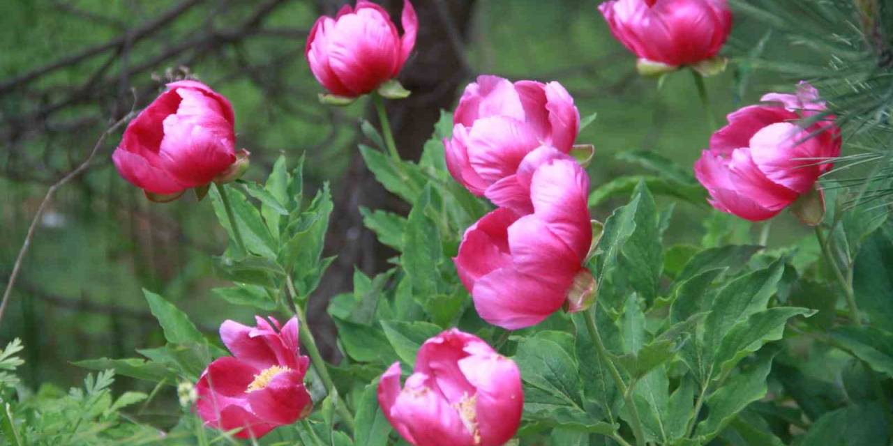 Bu Bitkiyi Koparmanın Cezası 244 Bin Lira