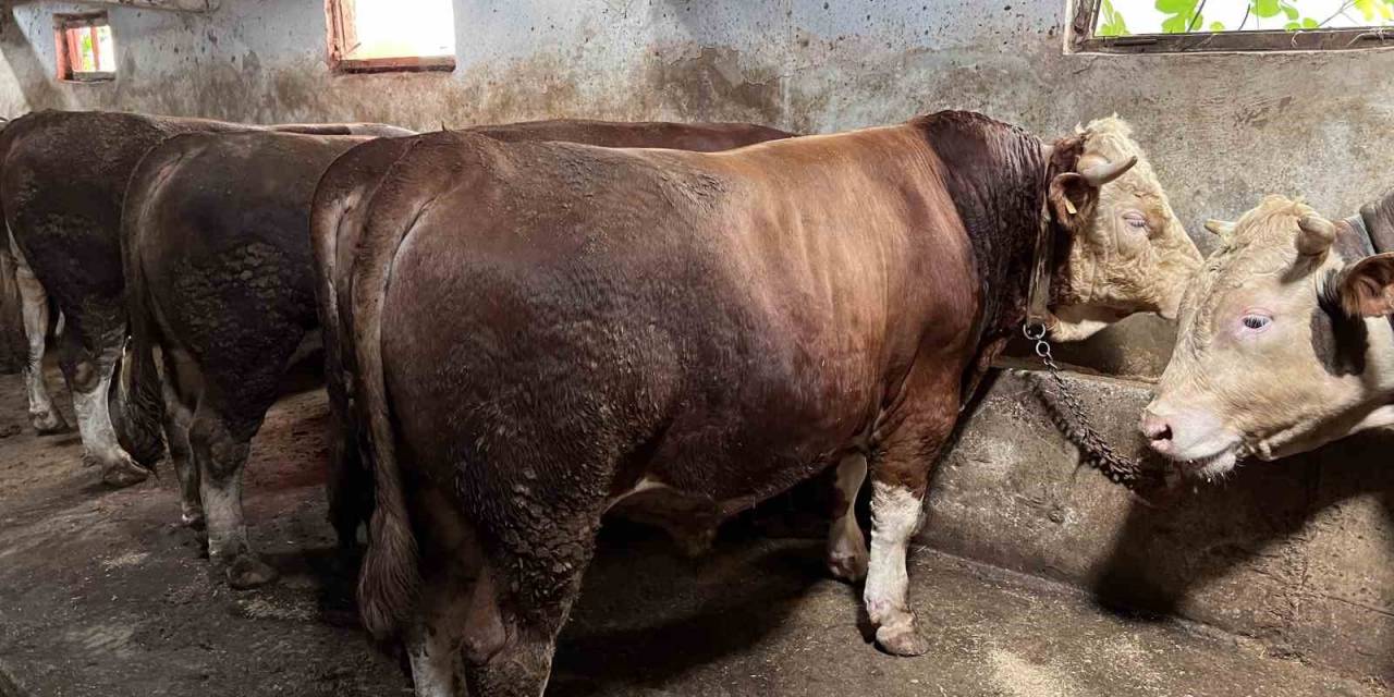 Sakarya’da En Ucuz Kurbanlık Hissesi 8 Bin Liradan Başlıyor