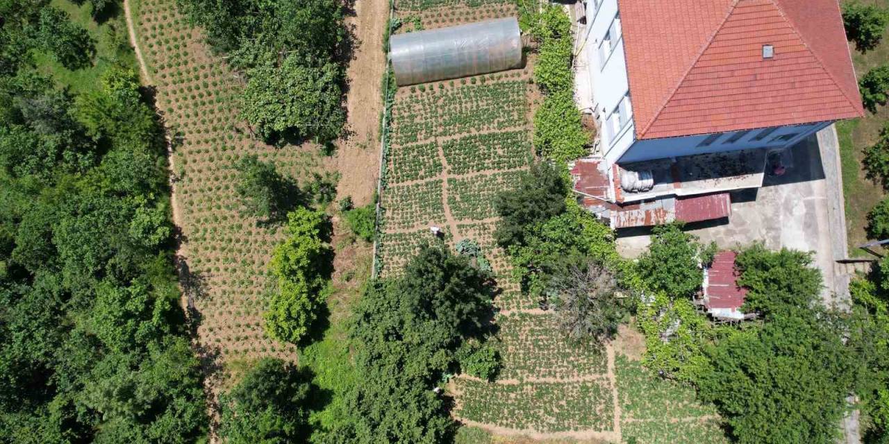 Padişahların Meyvesi Görücüye Çıktı, Taleplere Zor Yetişiyorlar