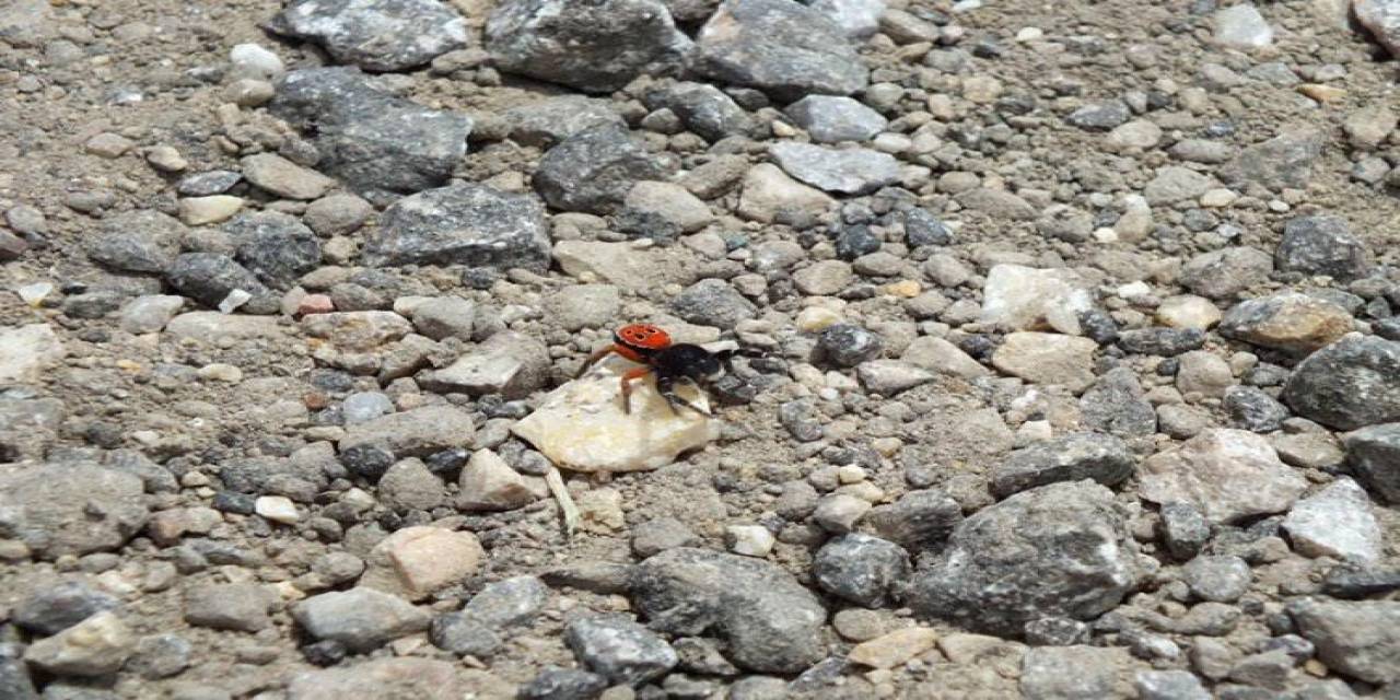 Zehirli Uğur Böceği Örümceği Bu Sefer Eskişehir’de Görüldü