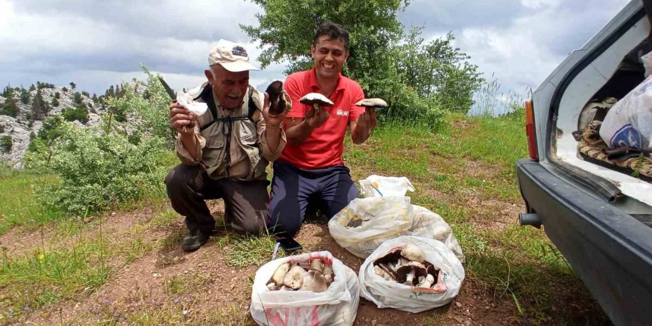 Giden Gelmez Dağlarında "mor Mantar" Toplama Zamanı