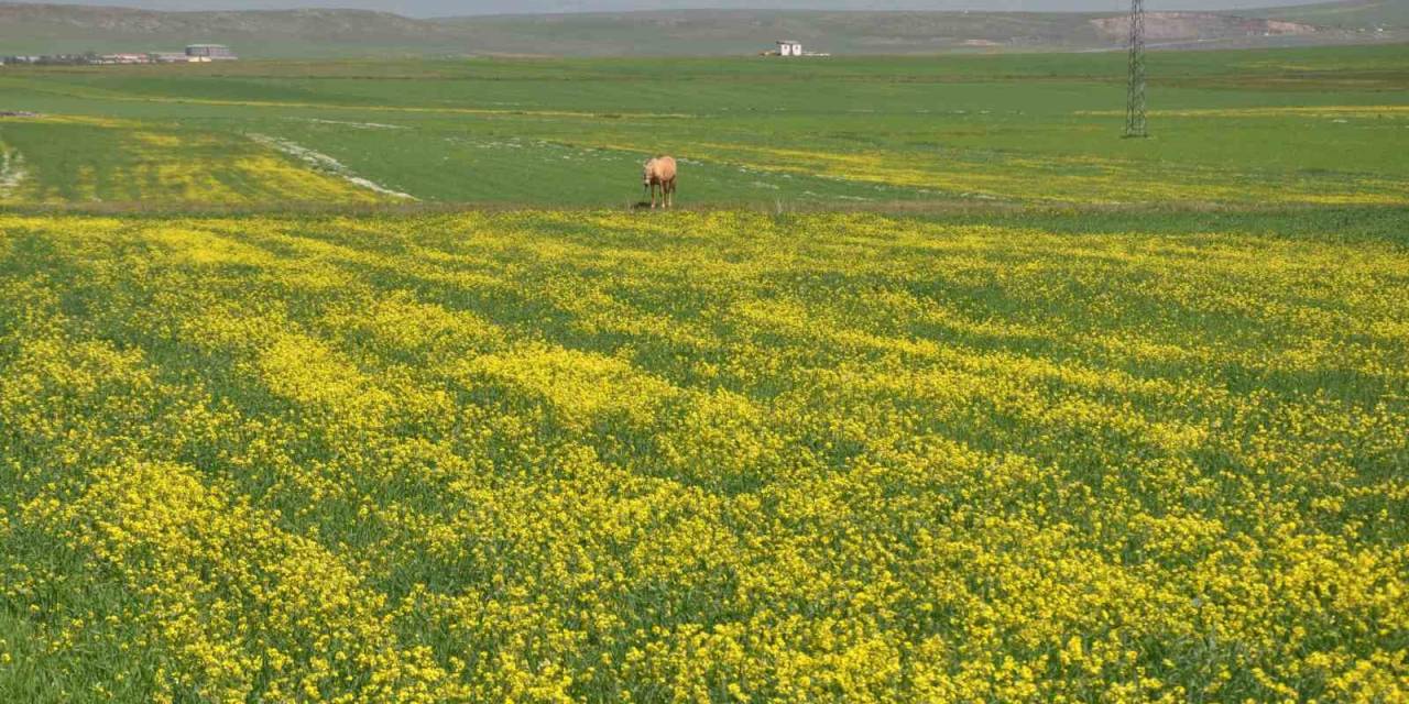 Kars’ta Renk Cümbüşü Yaşanıyor