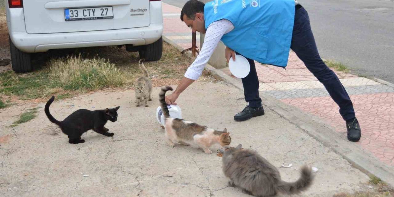 Yenişehir’de Sokak Hayvanları Yalnız Değil