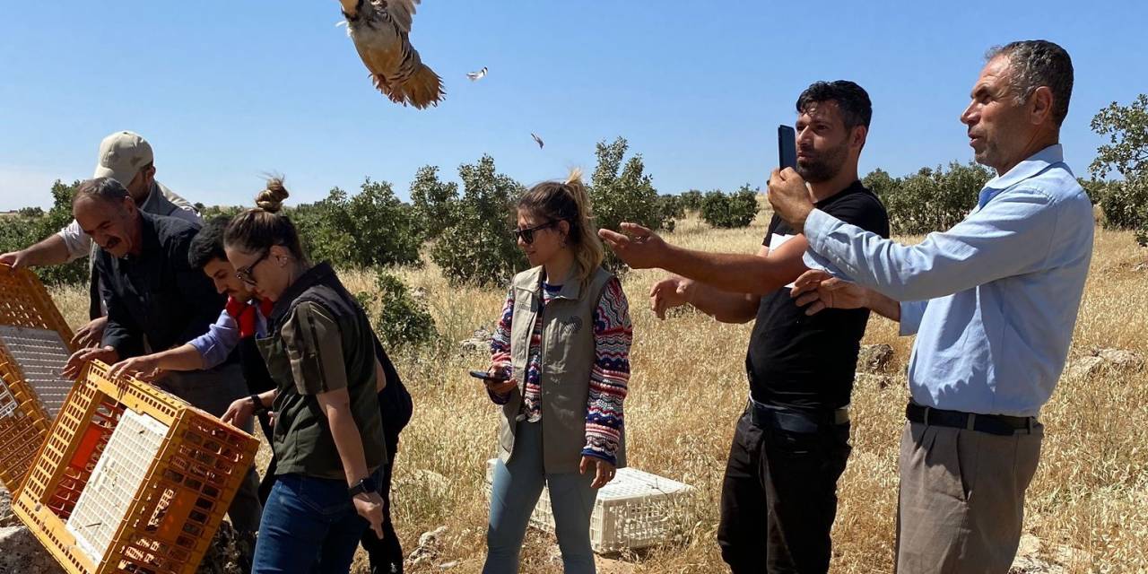 Şırnak’ta 600 Kınalı Keklik Doğaya Salındı