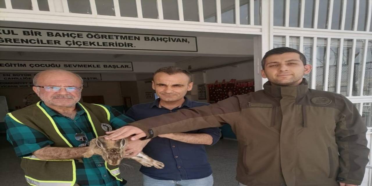 Siirt’te Doğada Bitkin Halde Bulunan Yaban Tavşanı Tedavi Altına Alındı