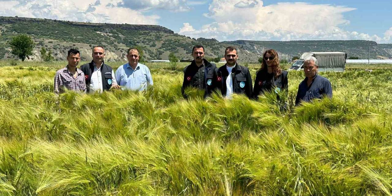 Büyükşehirin Dağıttığı Arpa Ve Buğday Tohumları Verimliliğiyle Yüz Güldürdü