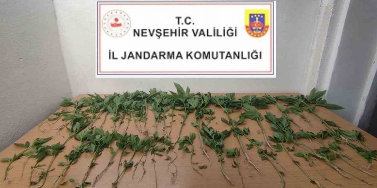 Evinde Hint Keneviri Yetiştiren Şahıs Gözaltına Alındı