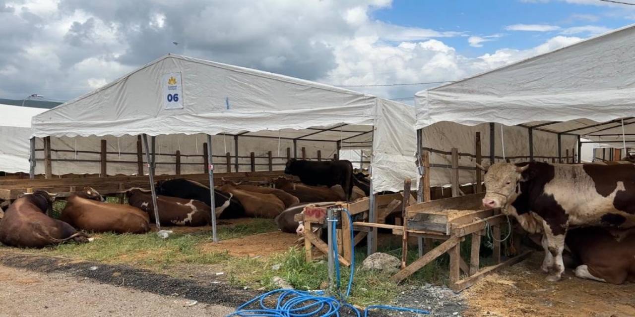 İlk Kurbanlıklar Sultanbeyli’ye Giriş Yaptı