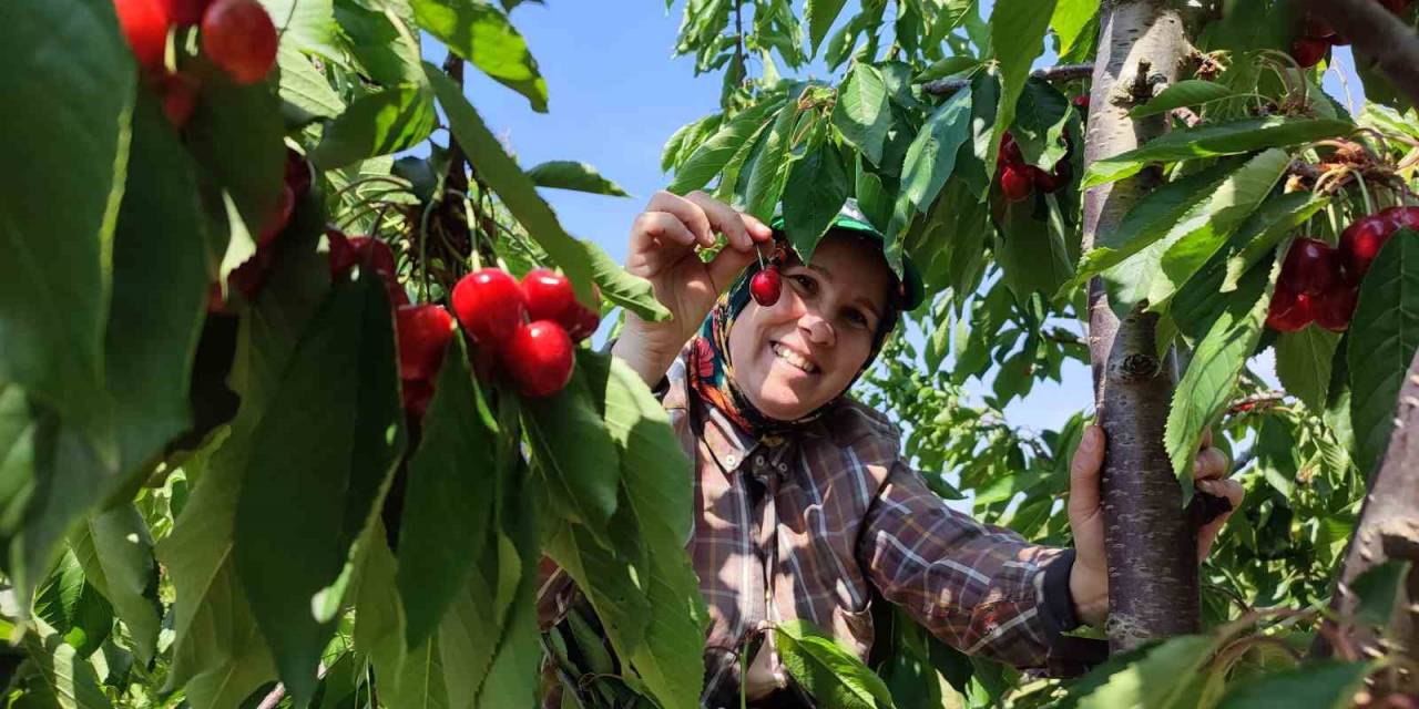 Enez’de Üretilen Kirazlar Avrupa’nın 5 Ülkesine İhraç Ediliyor