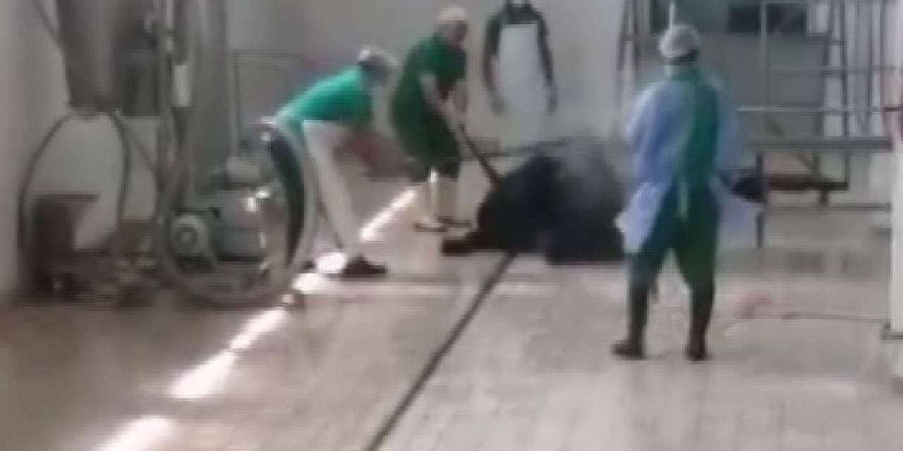 Adana Et Ve Süt Kurumu’nda Skandal Görüntüler
