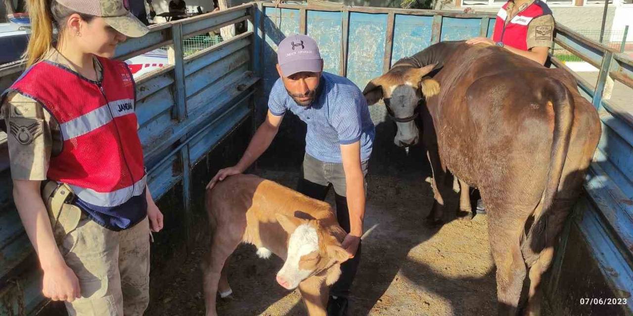 Tek İneğiydi Çalındı, Jandarma Buldu