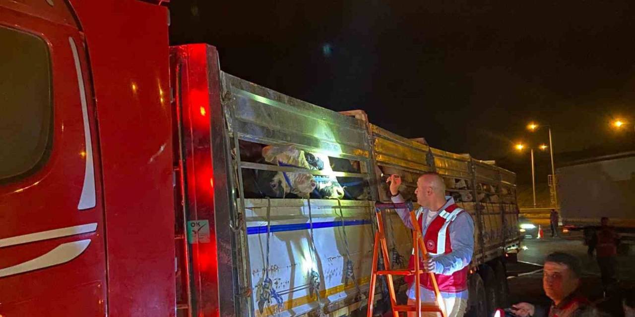 İstanbul’a Kurbanlık Hayvan Girişleri Başladı
