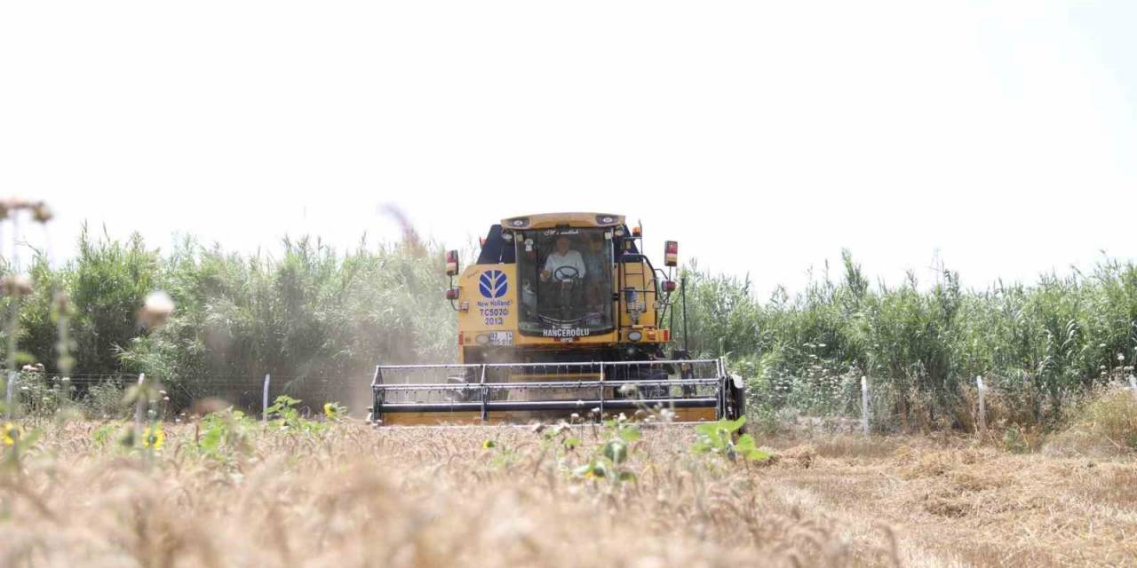 Didim’de İkinci Kez Buğday Hasadı Sevinci Yaşandı