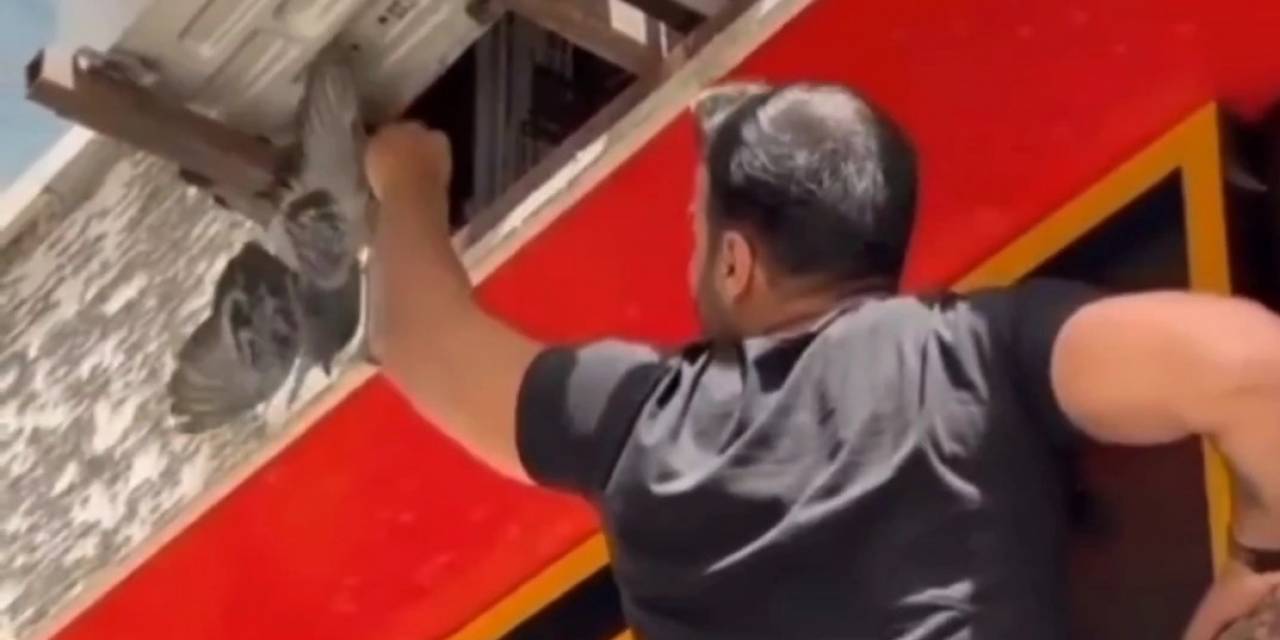 Van’da Mahsur Kalan Güvercin İle Kedi Kurtarıldı