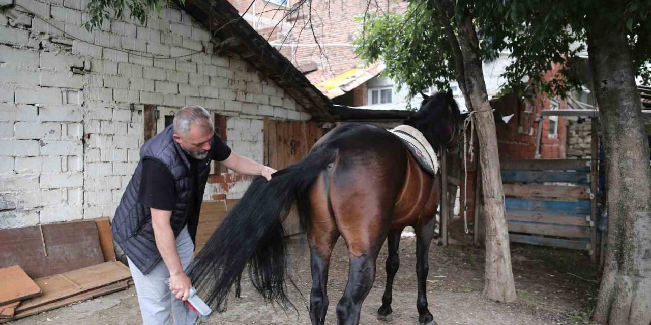 "uludağ" İsimli Tay Annesinin Karnındayken Satıldı