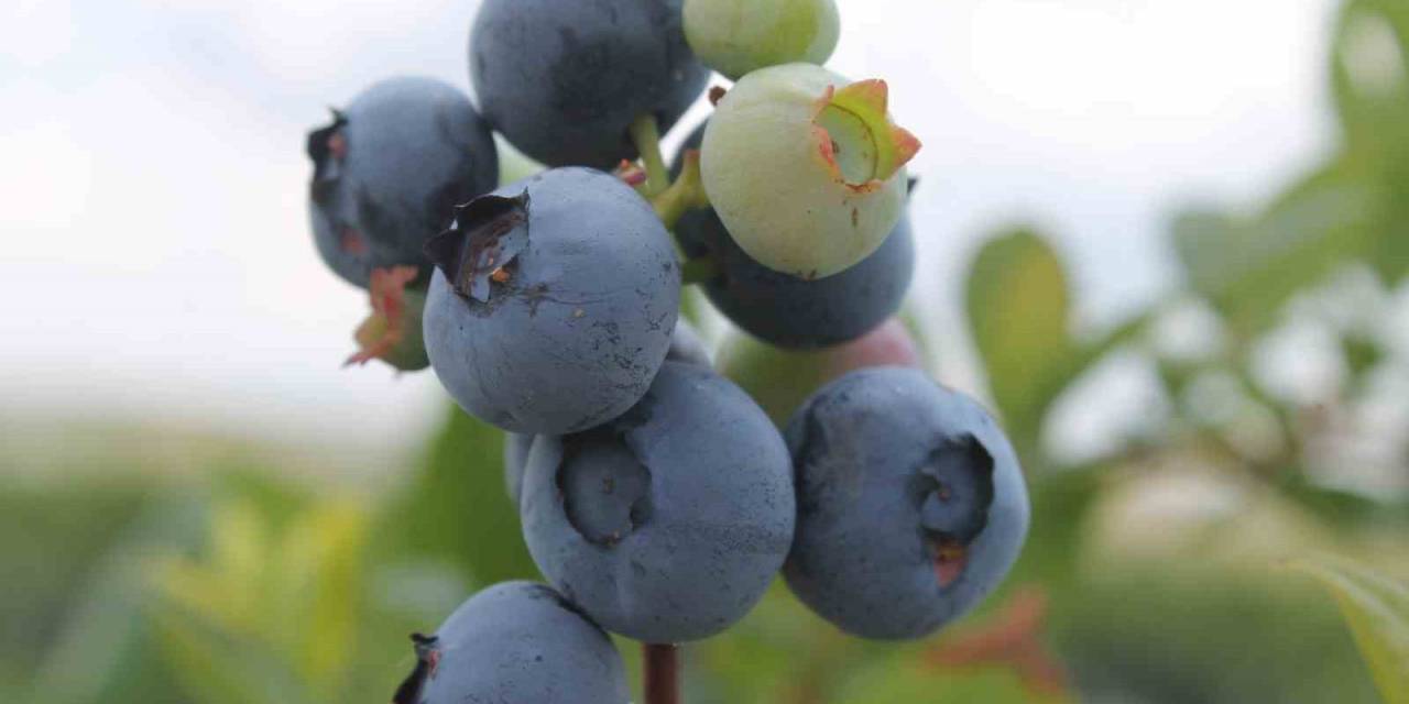 Kayalık Arazilerde Saksıda Şifa Kaynağı Yaban Mersini Yetiştiriliyor
